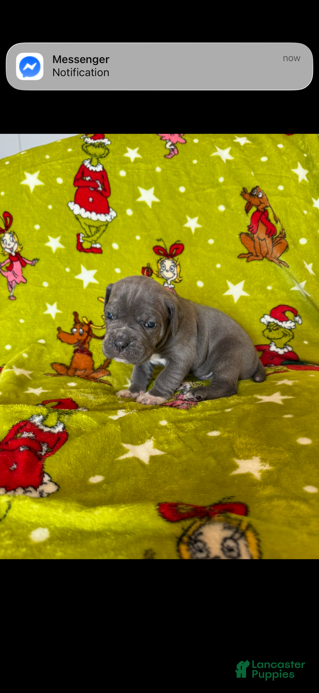 Cane Corso dogs for sale: Cane Corso Puppy 3 - Ad 2