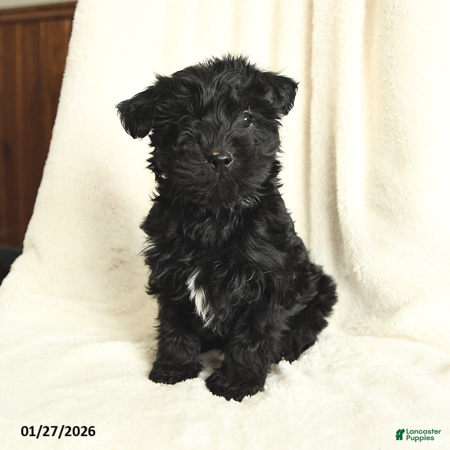 Yorkiepoo dogs Dallas - Ad 23