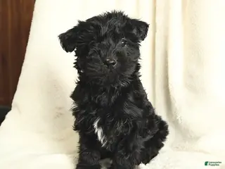 Yorkiepoo dogs Dallas - Ad 23