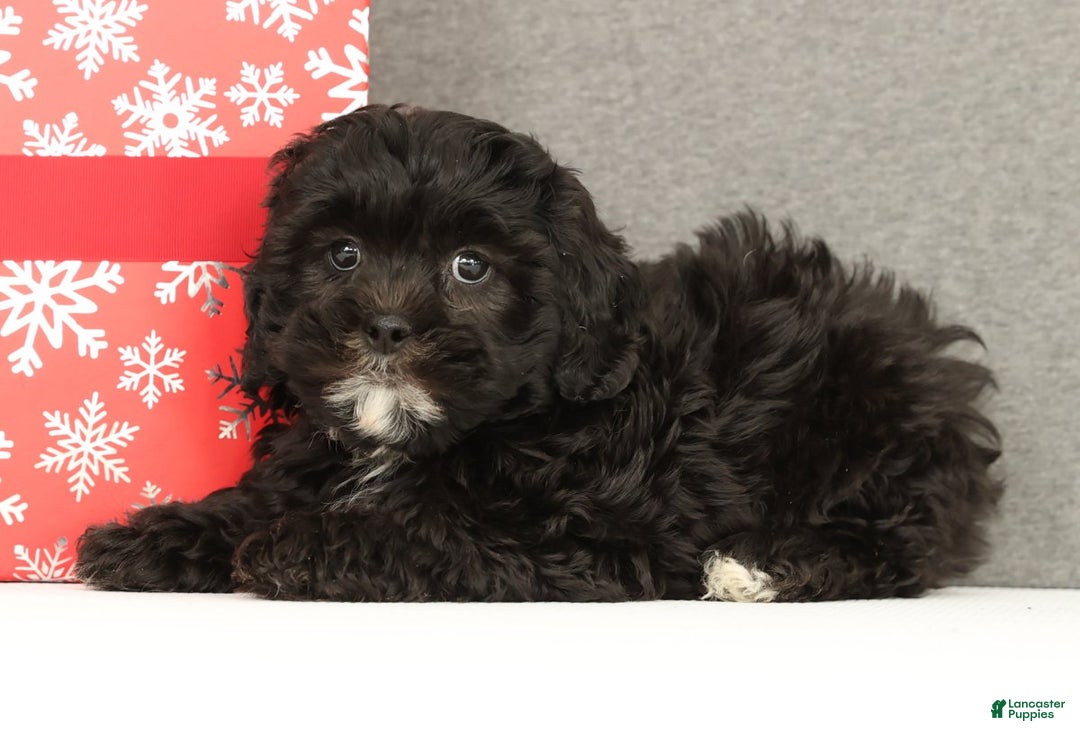 Shihpoo dogs for sale: Eeyore - Ad 4