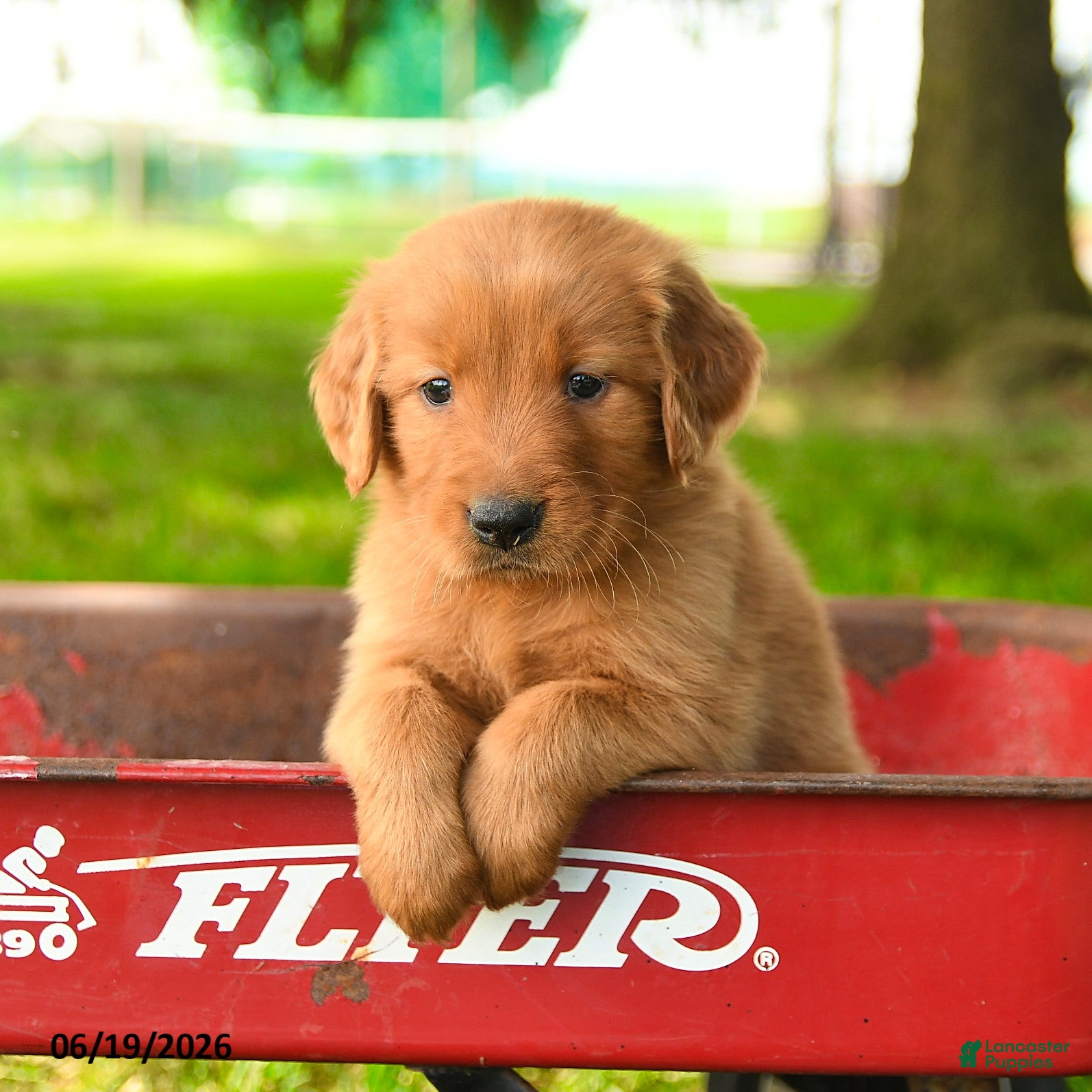 Golden Retriever dogs Chase - Ad 10