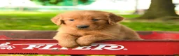Golden Retriever dogs for sale: Chase - Ad 1