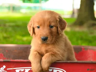 Golden Retriever dogs Chase - Ad 10