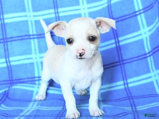 Chihuahua dogs - Ad 38