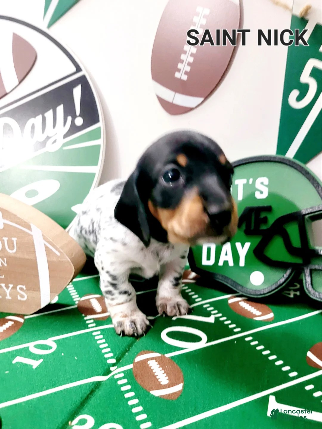 Miniature Dachshund dogs for sale: Saint Nick Miniature Dachshund Puppy 4 - Ad 3