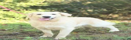 Goldendoodle dogs for sale: Trigger - Ad 6