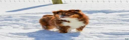 Miniature Australian Shepherd dogs for sale: Lynn - Ad 7