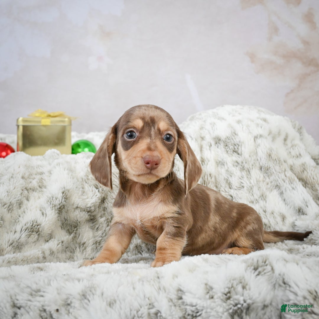 Miniature Dachshund dogs for sale: Eloise - Ad 2