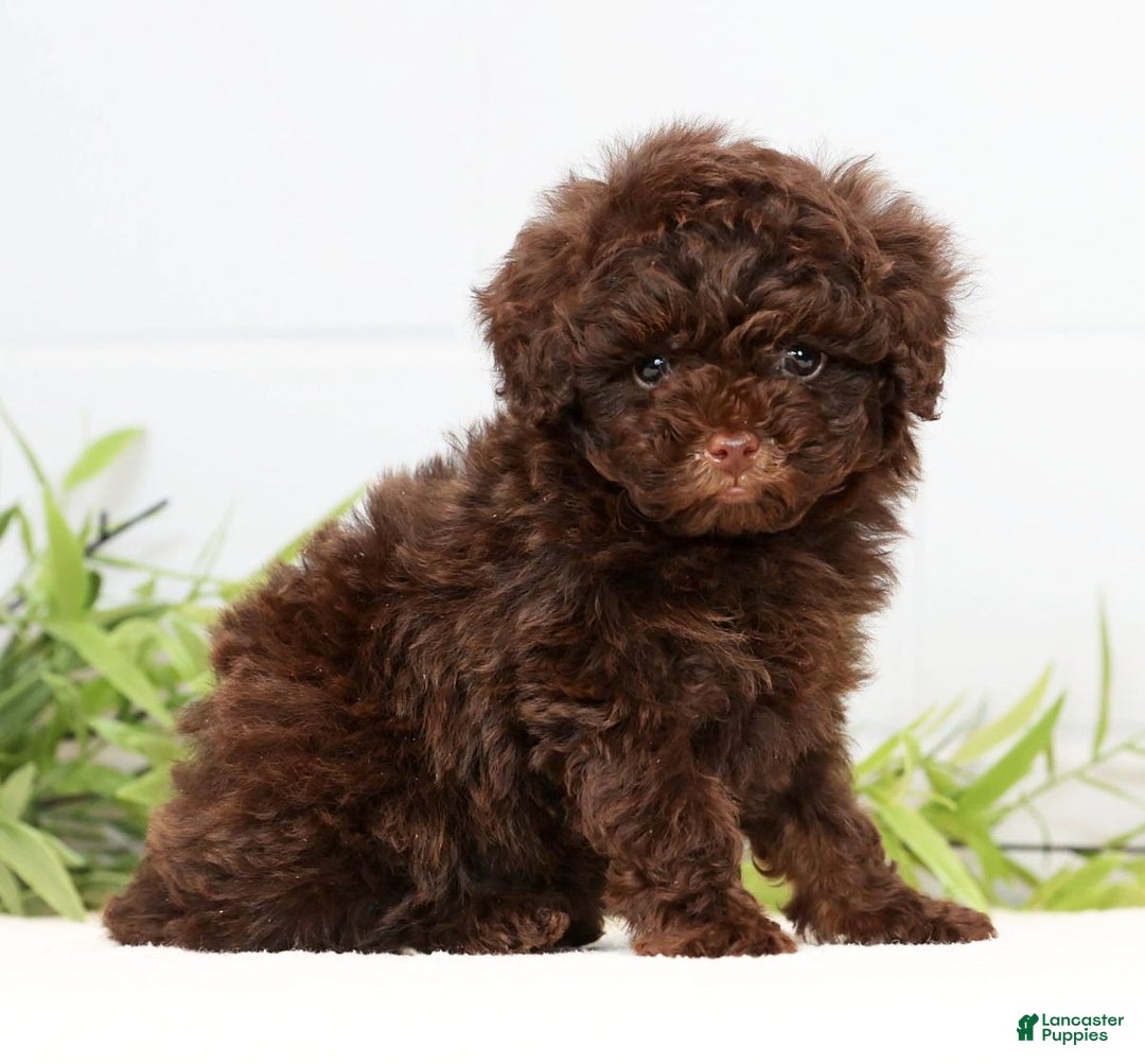 Toy Poodle dogs for sale: Lexie Toy - Ad 4