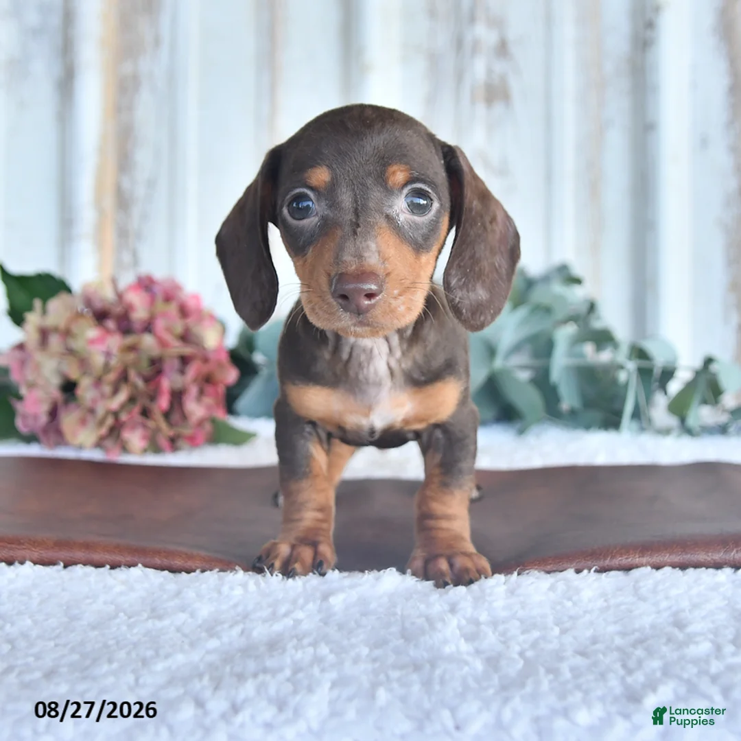 Miniature Dachshund dogs for sale: Dixon - Ad 1