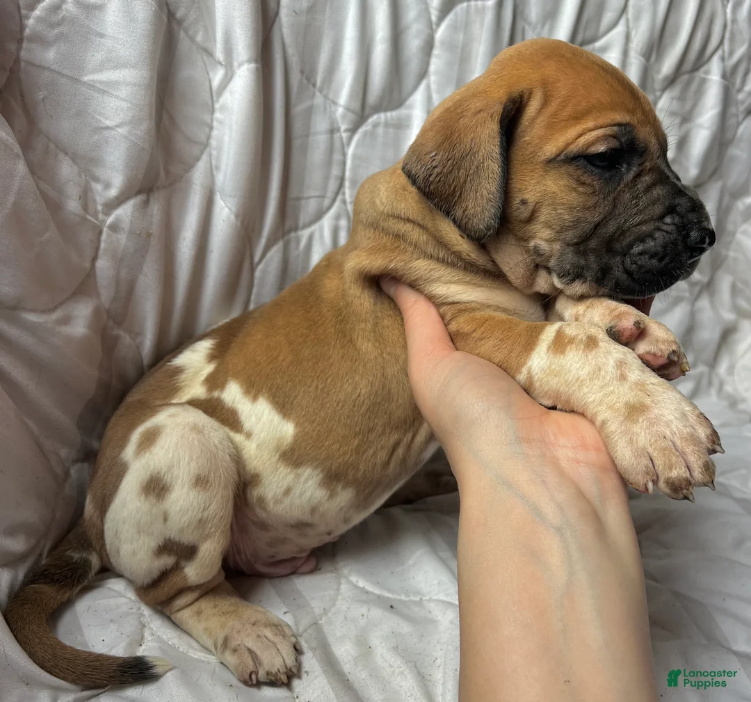 Great Dane dogs for sale: Doc Holliday - Ad 2