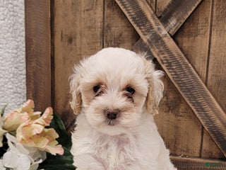 Cockapoo dogs - Ad 22