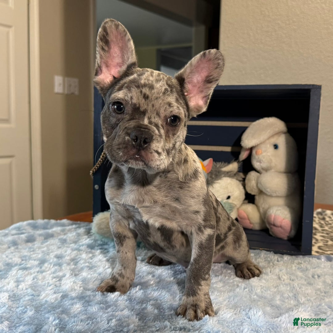 French Bulldog dogs for sale: Calvin - Ad 1