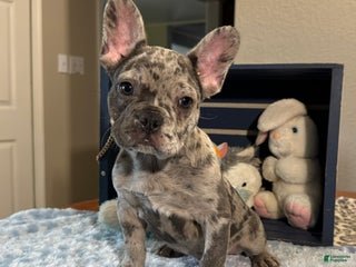 French Bulldog dogs Calvin - Ad 32
