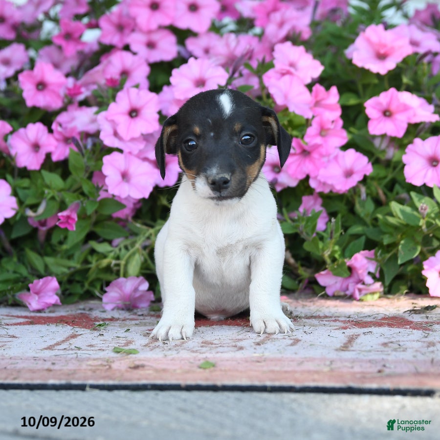 Jack Russell Terrier dogs Friedrich - Ad 1