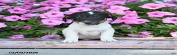 Jack Russell Terrier dogs for sale: Friedrich - Ad 1