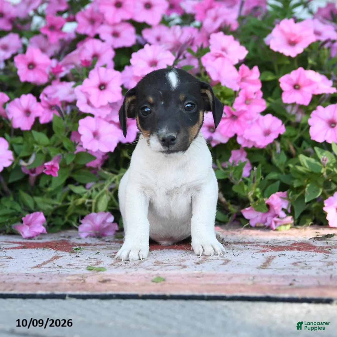 Jack Russell Terrier dogs for sale: Friedrich - Ad 1