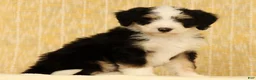 Mini Bernedoodle dogs for sale: Charlie - Ad 5
