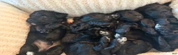 Yorkiepoo dogs for sale: Mushu - Ad 11