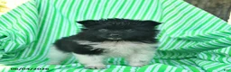 Pomeranian dogs for sale: Rover  - Ad 3