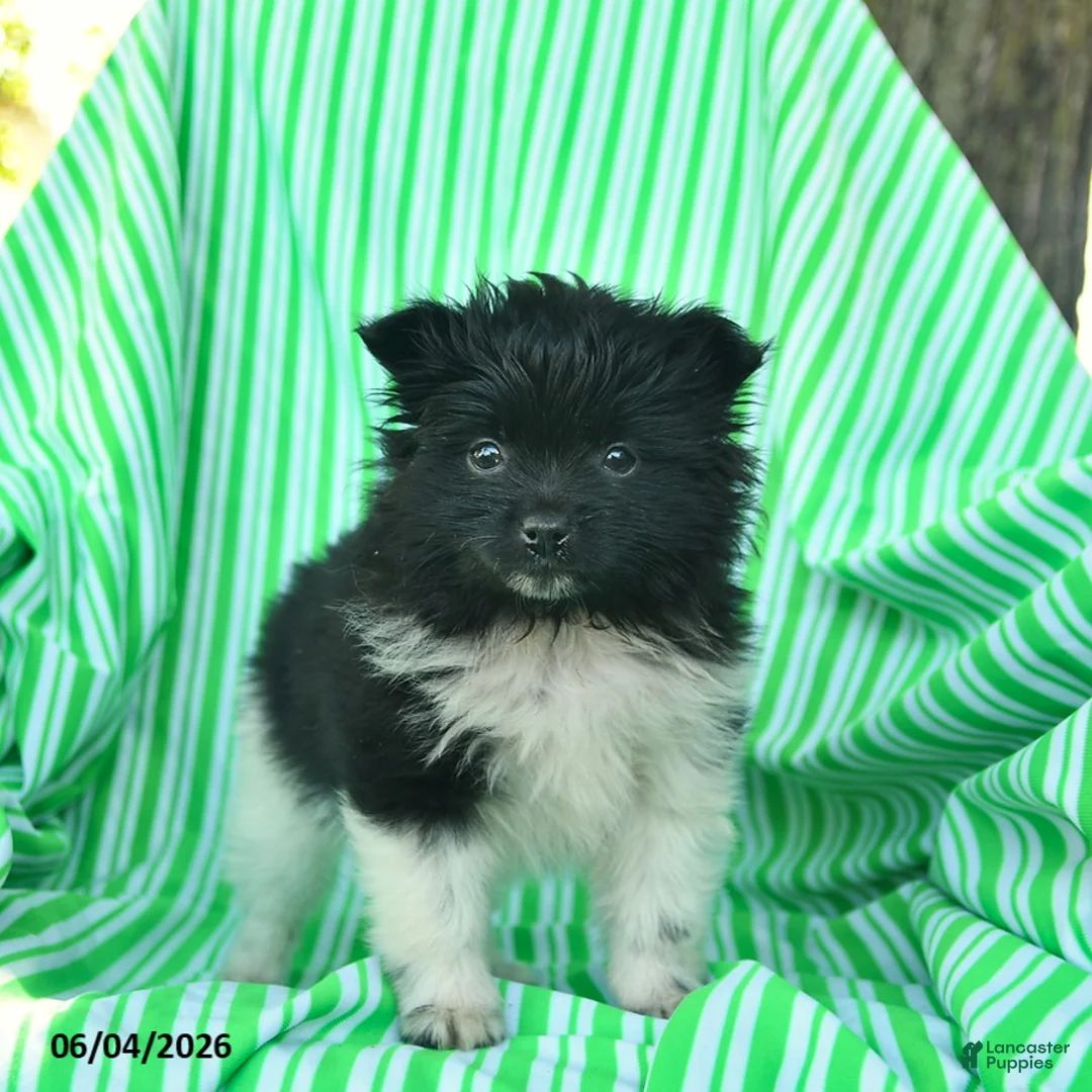 Pomeranian dogs for sale: Rover  - Ad 3