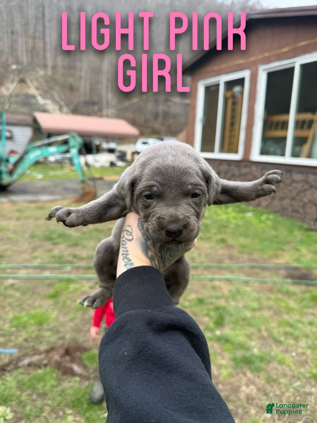 Cane Corso dogs for sale: Cane Corso Puppy 4 - Ad 2