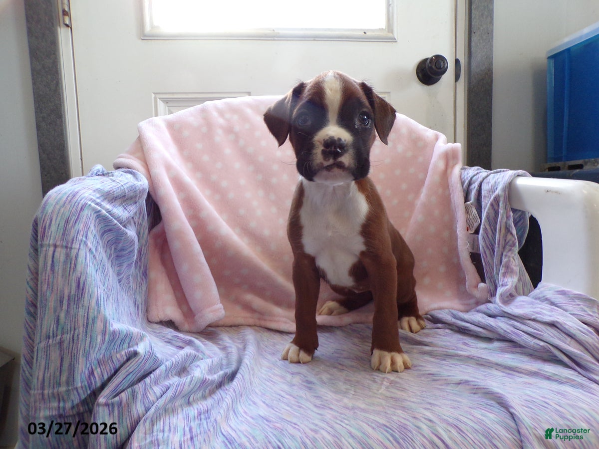 Boxer dogs Cloe - Ad 1