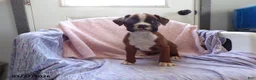 Boxer dogs for sale: Cloe - Ad 1