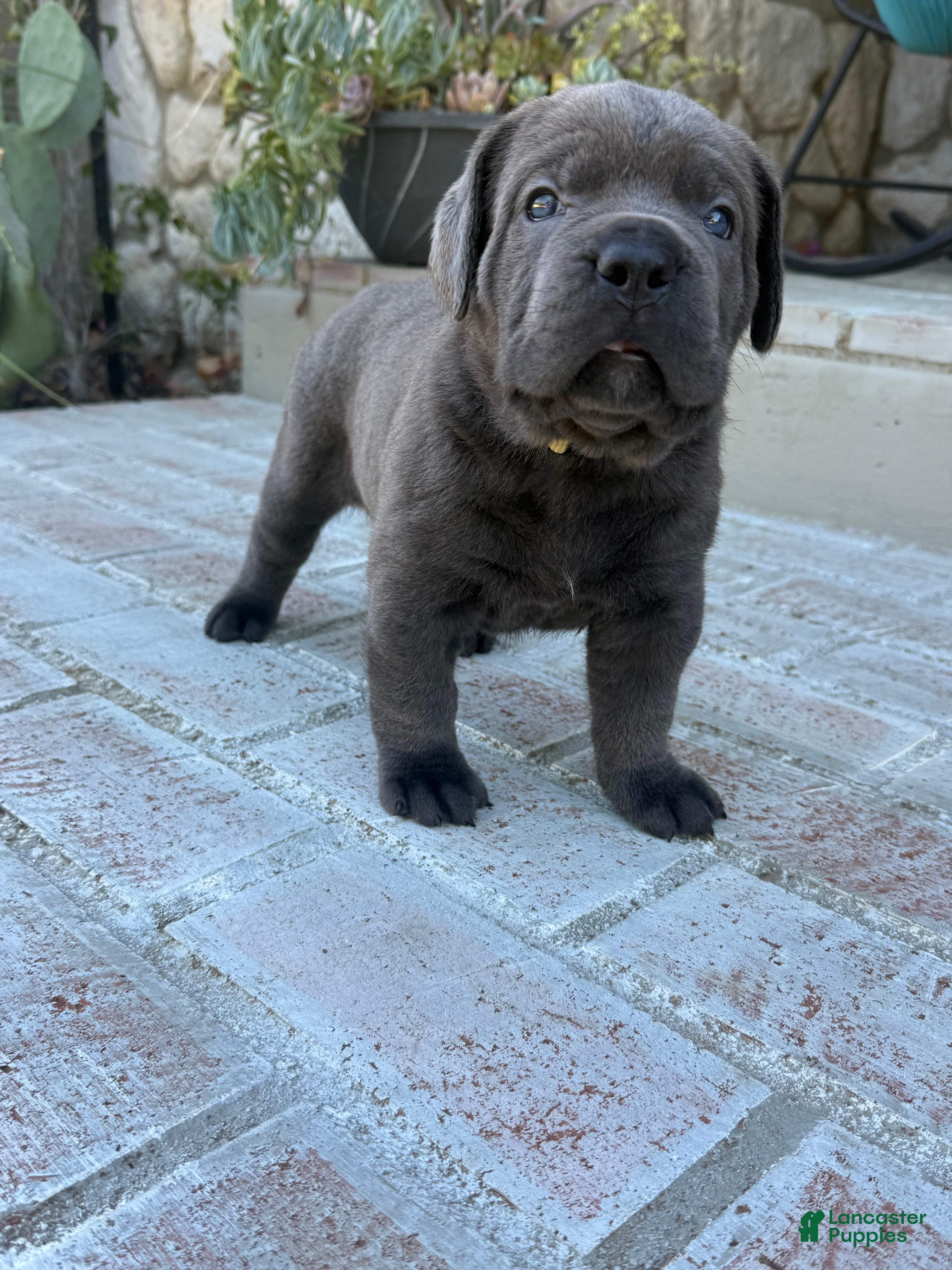Cane Corso dogs Cane Corso yellow collar - Ad 25