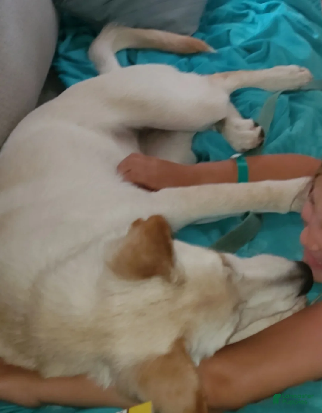 German Shepherd dogs for sale: German Shepherd Puppy 1 - Ad 1