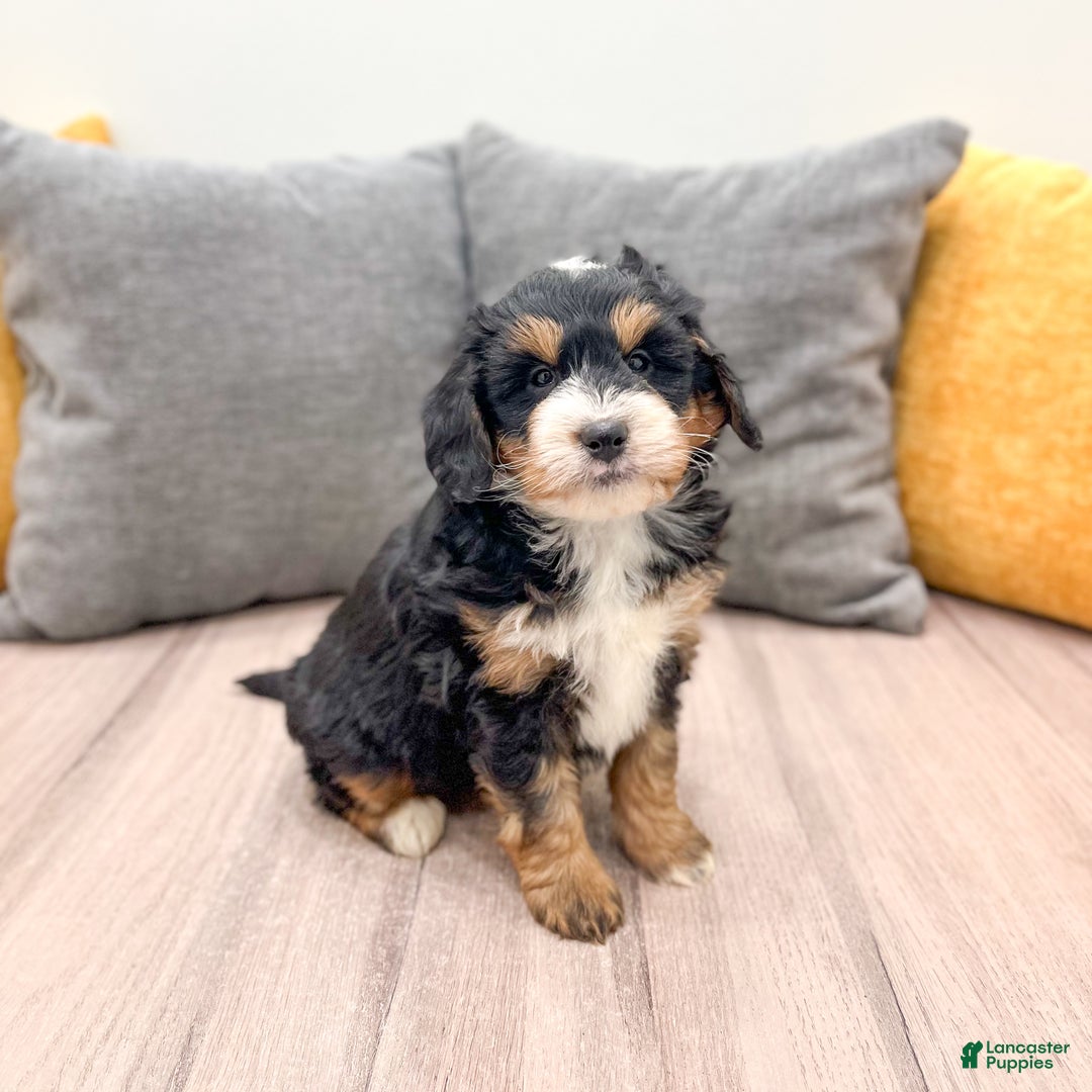 Mini Bernedoodle dogs for sale: Mia - Ad 7