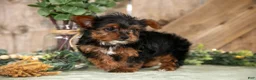 Yorkshire Terrier dogs for sale: Tessie - Ad 3