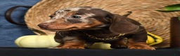 Miniature Dachshund dogs for sale: Rocky - Ad 10