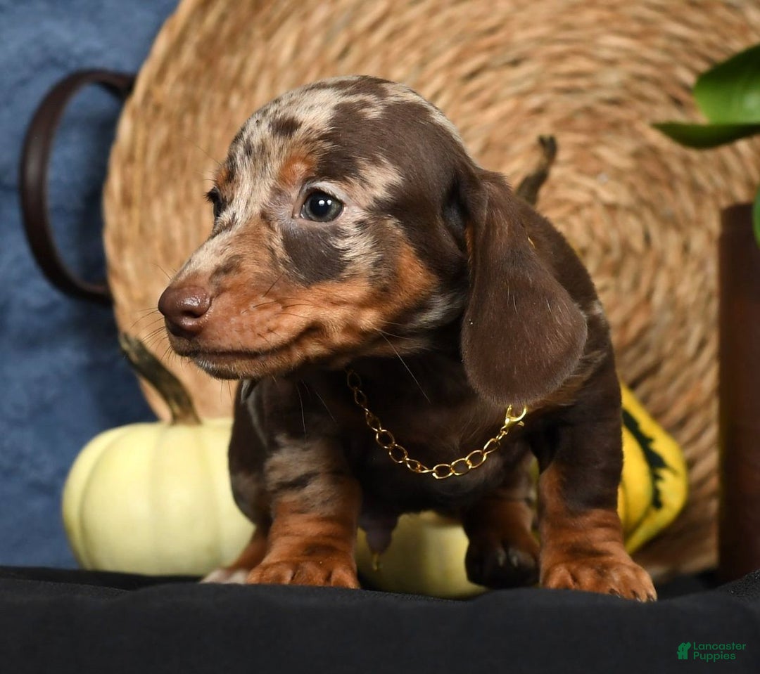Miniature Dachshund dogs for sale: Rocky - Ad 10