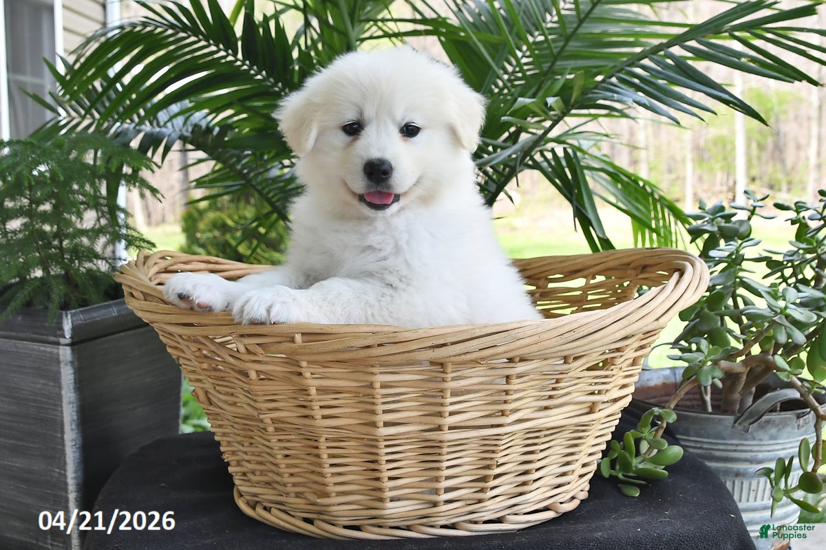 Samoyed dogs Lilly - Ad 1