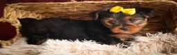 Yorkshire Terrier dogs for sale: DIESEL - Ad 12