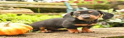 Miniature Dachshund dogs for sale: Rocky - Ad 3