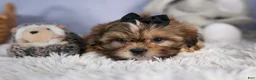 Shih Tzu dogs for sale: GIGI - Ad 5