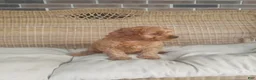 Cavapoo dogs for sale: Skye - Ad 4