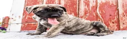 English Mastiff dogs for sale: Peggy - Ad 5