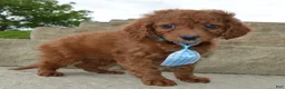 Cavapoo dogs for sale: Caesar - Ad 4
