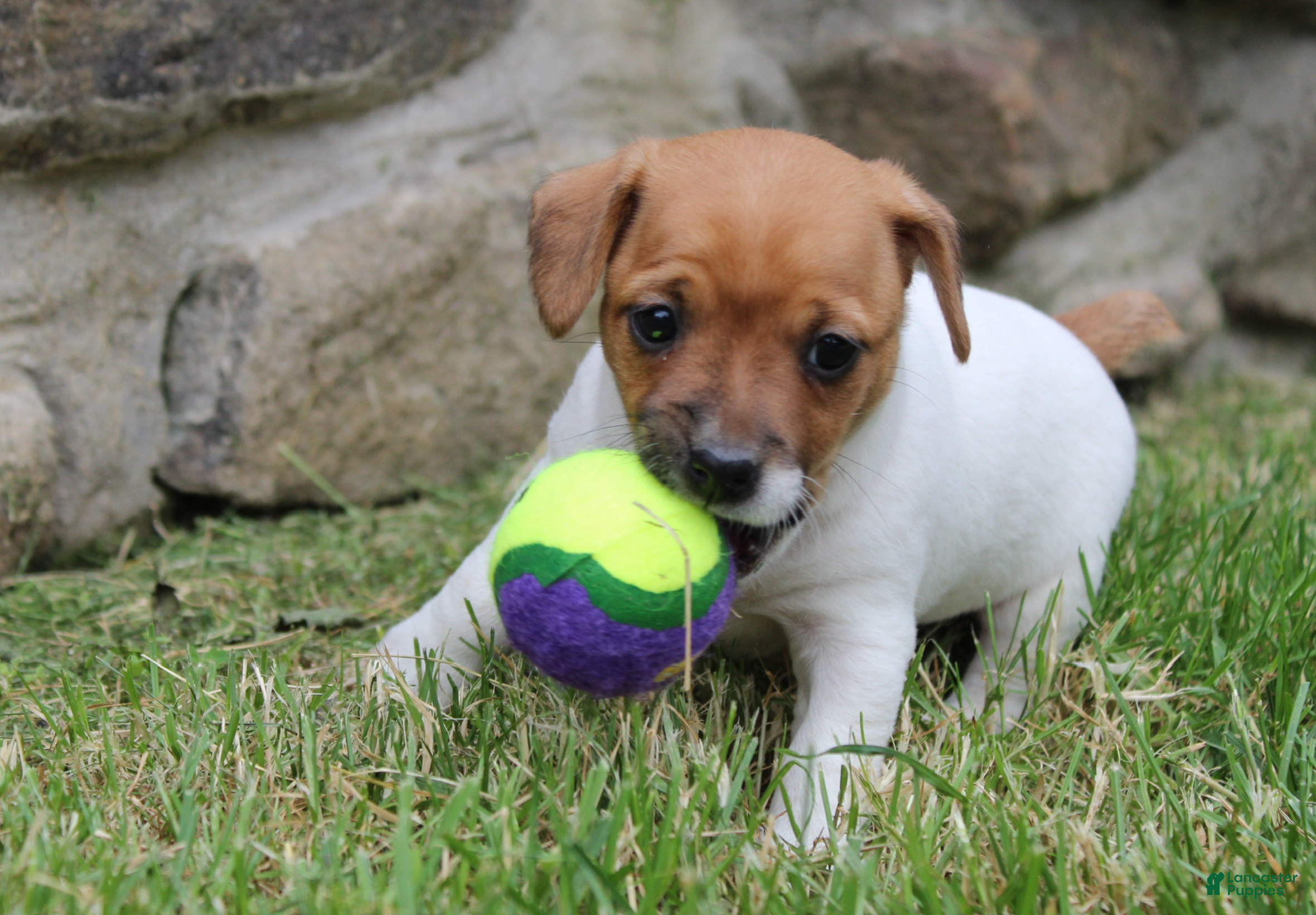 Jack Russell Terrier dogs Zoey - Ad 2