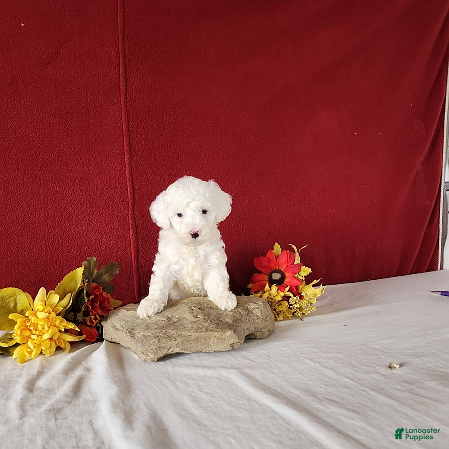 Cavapoo dogs Tee Cup - Ad 40