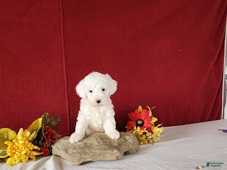 Cavapoo dogs Tee Cup - Ad 31