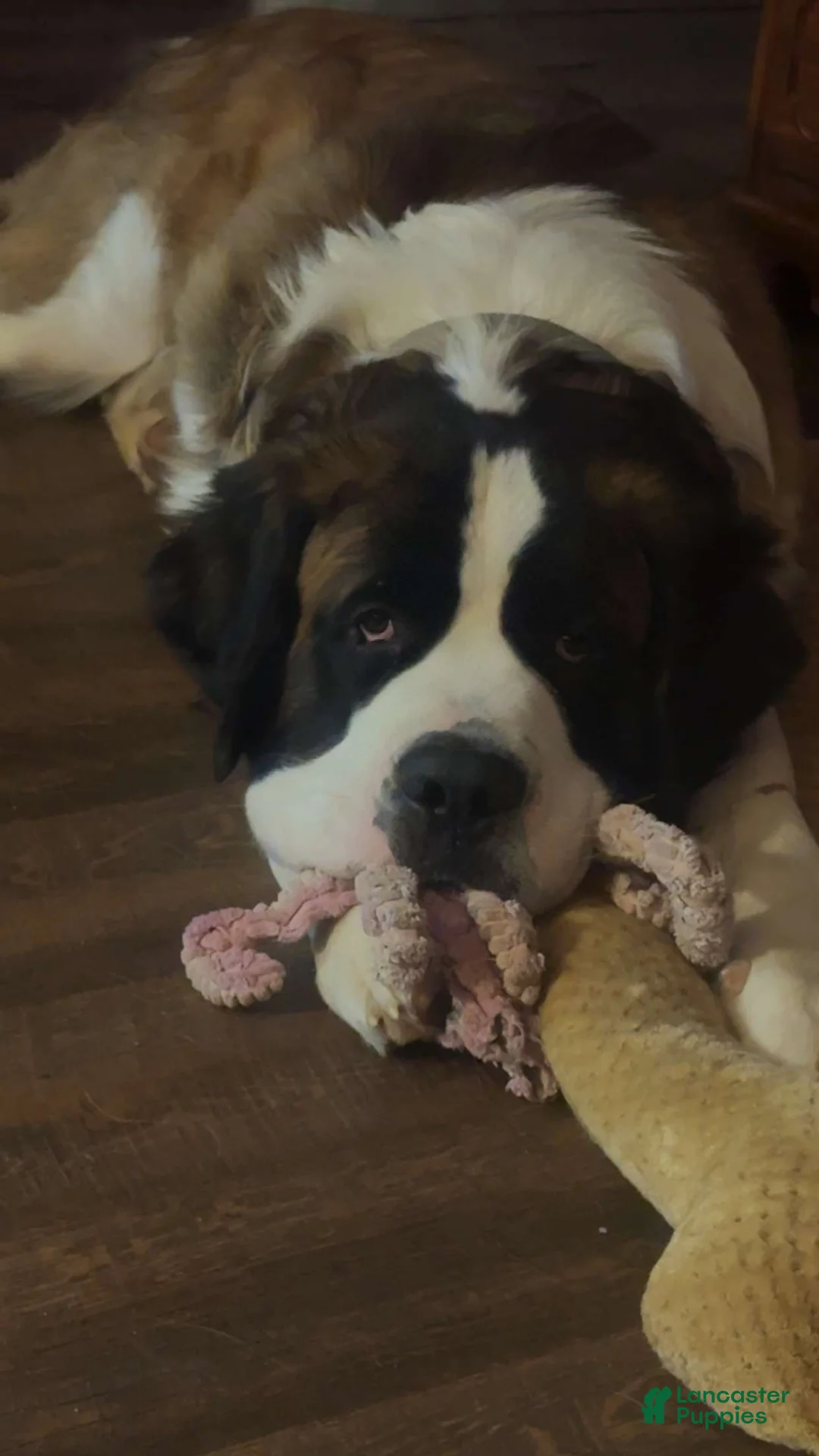 Saint Bernard dogs for sale: Rascal  - Ad 4