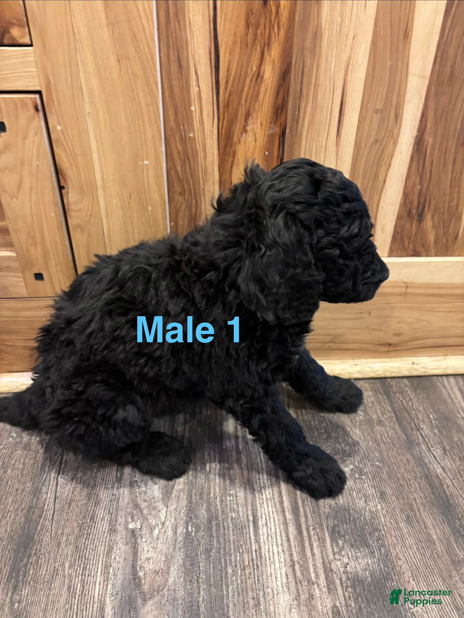 Labradoodle dogs Labradoodle Puppy 2 - Ad 28