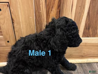 Labradoodle dogs Labradoodle Puppy 2 - Ad 28