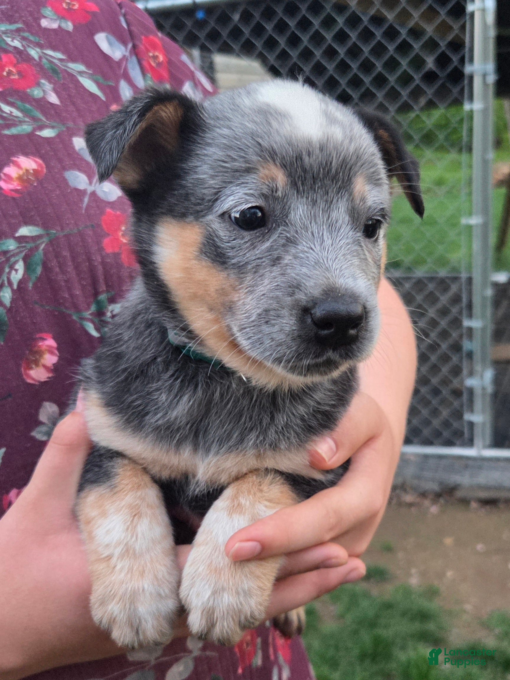 Australian Cattle Dog dogs Jasper - Ad 1