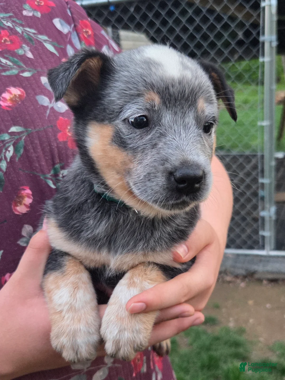 Australian Cattle Dog dogs for sale: Jasper - Ad 1