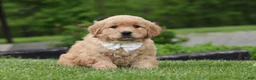 Golden Retriever dogs for sale: Tina - Ad 6